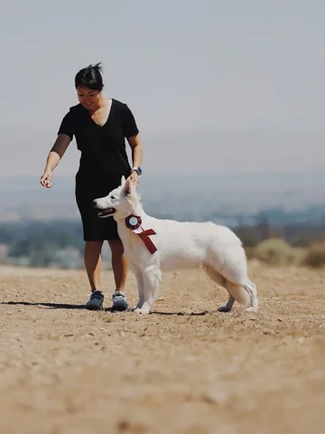emwng Instagram post about Dog show