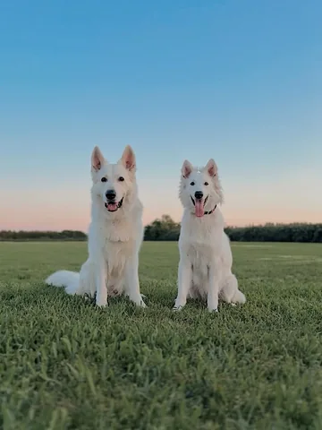 emwng Instagram post about Dogs outdoors