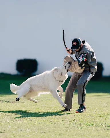 emwng Instagram post about IGP dog sport achievement