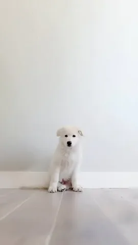 emwng Instagram post about Dog growth