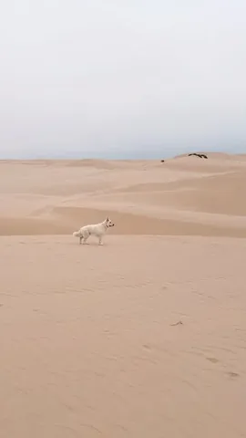 emwng Instagram post about Dog friendly travel