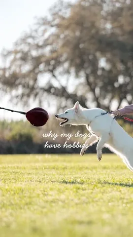emwng Instagram post about Dog sport training