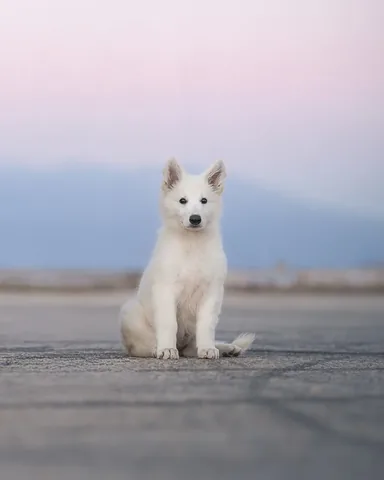 emwng Instagram post about Dog growth