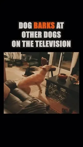 ericandcaprithepup Instagram post about Dog reactions to screens