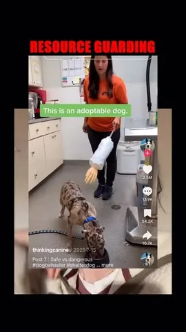 ericandcaprithepup Instagram post about Dog behavior rehabilitation