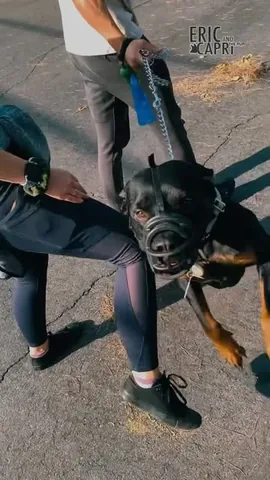 ericandcaprithepup Instagram post about Dog rehabilitation