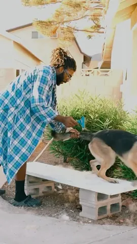 ericandcaprithepup Instagram post about Dog shedding