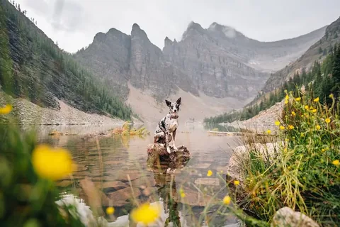 expeditionego Instagram post about Dog agility progress