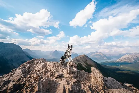 expeditionego Instagram post about Solo dog hike