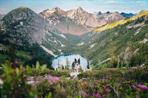 expeditionego Instagram post about Mountain dog photography