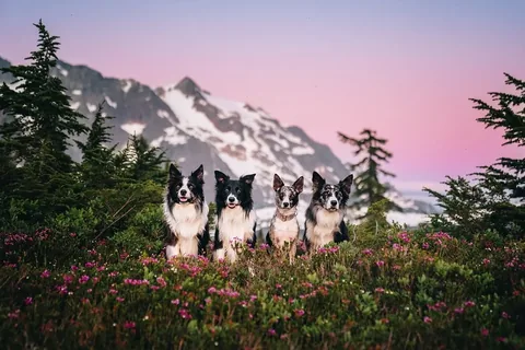 expeditionego Instagram post about Border Collie family portrait