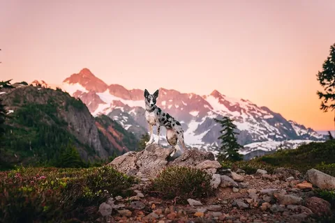 expeditionego Instagram post about Dog agility debut