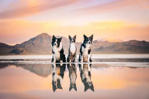 expeditionego Instagram post about Salt flats dog photography
