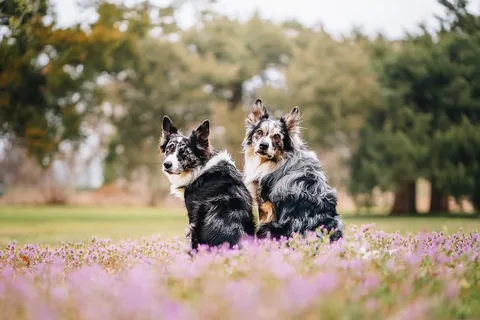 expeditionego Instagram post about Dog agility championship results
