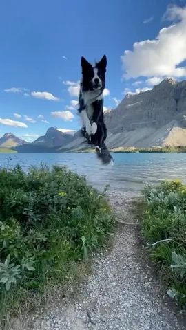 expeditionego Instagram post about Dog adventure in Canada