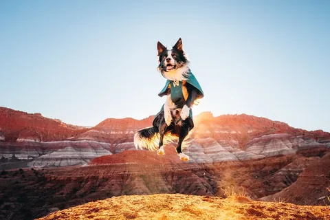 expeditionego Instagram post about Dog apparel