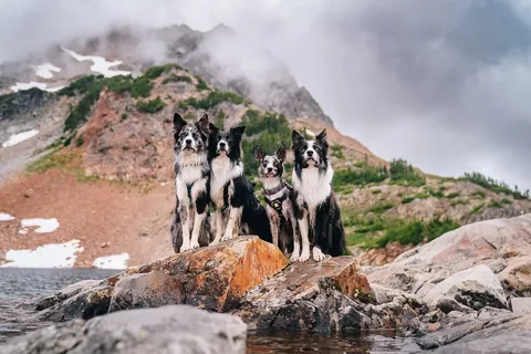 expeditionego Instagram post about Aerial adventure in Washington