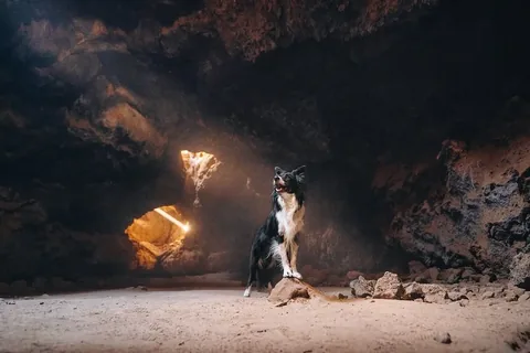expeditionego Instagram post about Outdoor dog photography