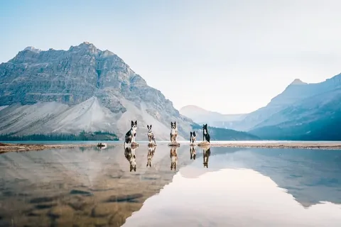 expeditionego Instagram post about Outdoor time with dogs