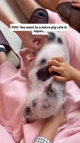 familyfizz Instagram post about Micro pig café