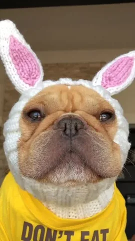 frenchieandthenews Instagram post about Easter