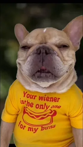 frenchieandthenews Instagram post about Humor