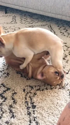 frenchieandthenews Instagram post about Humor