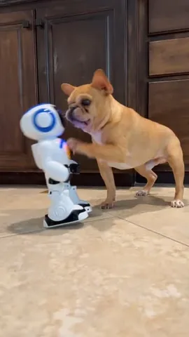 frenchieandthenews Instagram post about Pets