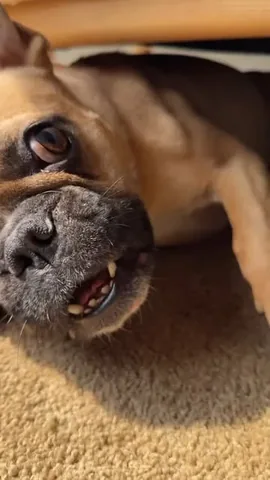frenchieandthenews Instagram post about Sibling relationships