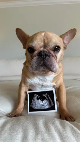 frenchieandthenews Instagram post about Aging