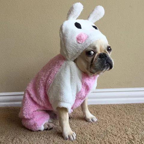 frenchieandthenews Instagram post about Holiday greeting