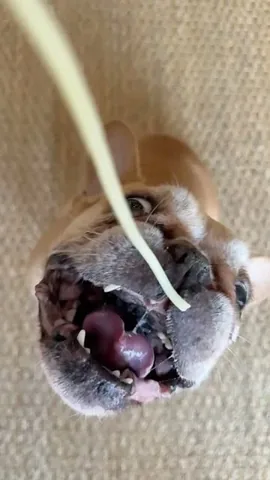 frenchieandthenews Instagram post about ASMR