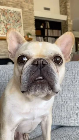 frenchieandthenews Instagram post about Pet behavior