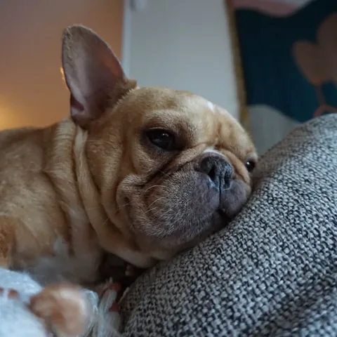frenchieandthenews Instagram post about Weekend recap