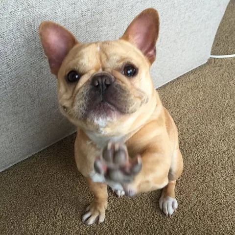frenchieandthenews Instagram post about Greeting