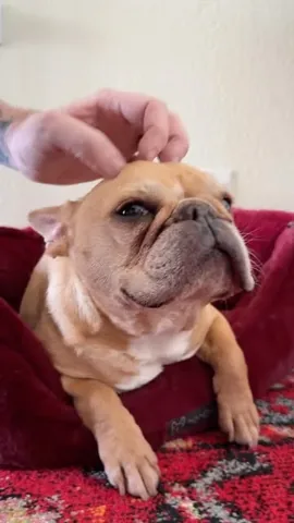 frenchieandthenews Instagram post about Pet behavior