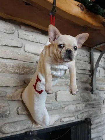 frenchieandthenews Instagram post about Christmas