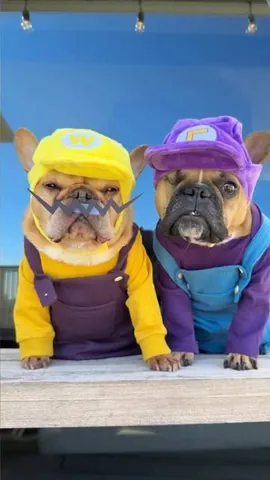 frenchieandthenews Instagram post about Halloween