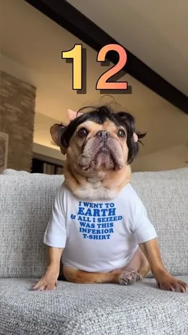 frenchieandthenews Instagram post about Pet birthday
