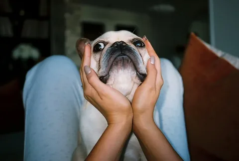 frenchieandthenews Instagram post about Pet birthday