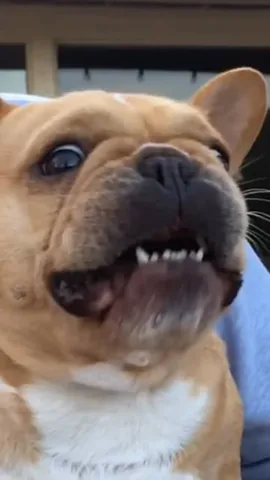 frenchieandthenews Instagram post about Summer