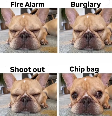 Frenchie And The News Instagram post thumbnail