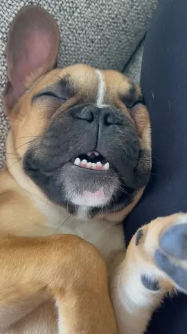 Frenchie And The News Instagram post thumbnail