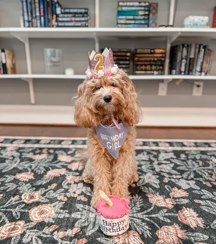 gissellereads Instagram post about Dog birthday