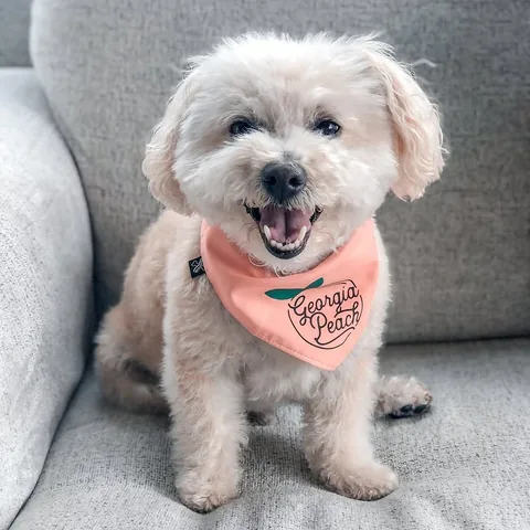 gissellereads Instagram post about Pet loss