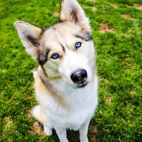 gonetothesnowdogs Instagram post about Memorial for Shelby