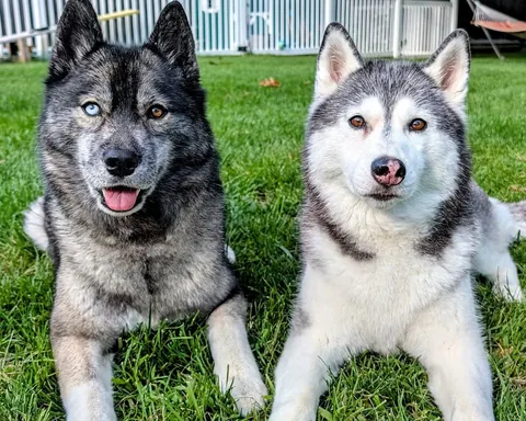 gonetothesnowdogs Instagram post about Dogs and changing weather
