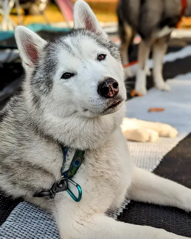 gonetothesnowdogs Instagram post about 2027 Gone to the Snow Dogs calendar