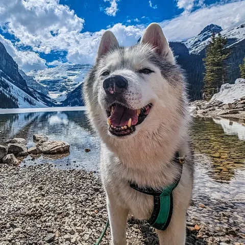 gonetothesnowdogs Instagram post about Rainbow Bridge pet remembrance