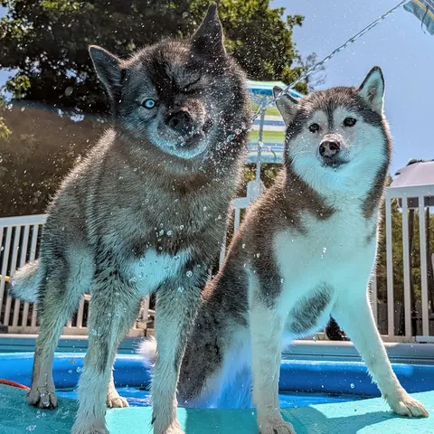 gonetothesnowdogs Instagram post about International Dog Day